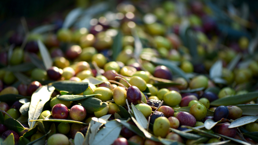Entdecke den authentischen Geschmack des Mittelmeers in jeder Flasche von Olivenmeer